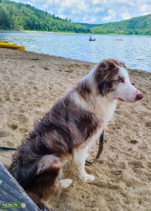 Border Collie Red Merle Listing Image