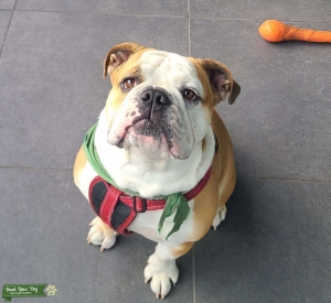 Winston the English Bulldog Listing Image