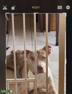 Stud Merle Staffordshire  Listing Image
