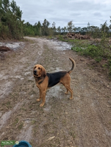 Bloodhound Stud Listing Image