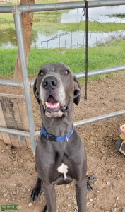American Blue Great Dane Listing Image