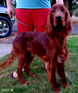 Irish setter Listing Image