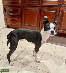 Black & White Purebred Boston Terrier Listing Image