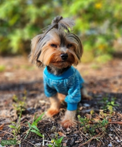 Handsome Stud Looking to Make More Adorable Puppies  Listing Image