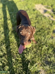 Chocolate lab Listing Image