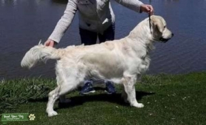 English cream golden retriever stud dog Listing Image