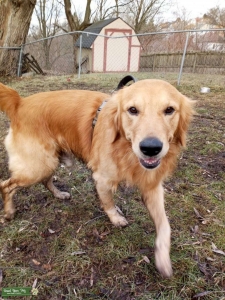 Red Golden Retriever Stud  Listing Image