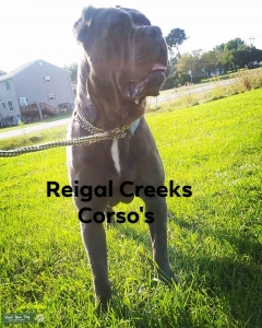 Stud needed! Listing Image