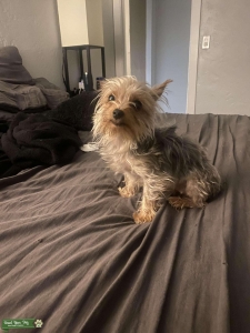 Female 3.8 lbs in heat Nov. 2023 Listing Image