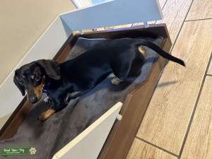 Black&tan miniature dachshund stud Listing Image
