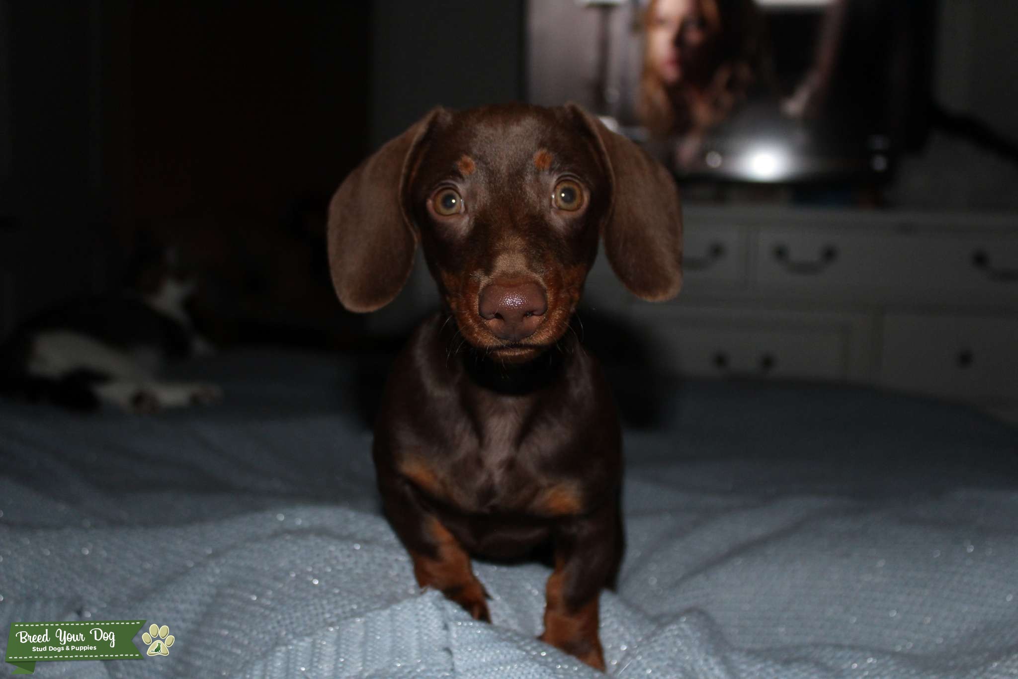 Miniature Smooth Haired Dachshund Stud Stud Dog in Florida, the