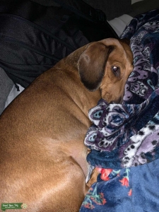 Short hair reddish standard dachshund  Listing Image