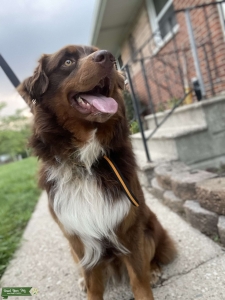 BEAUTIFUL RED AKC Reg Standard Aussie Listing Image