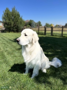 Hermsmeier’ Blue-AKC  Listing Image