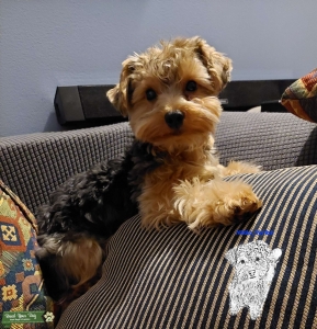 Super Smart, Sweet CKC Yorkie Stud -Nikko Listing Image