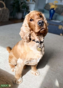 Red Spaniel Listing Image