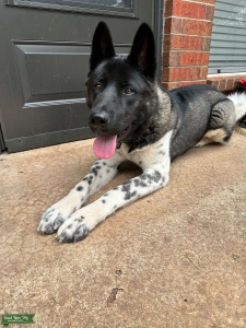 Akita stud Listing Image