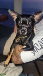 Handsome Black Chihuahua mix small  Listing Image
