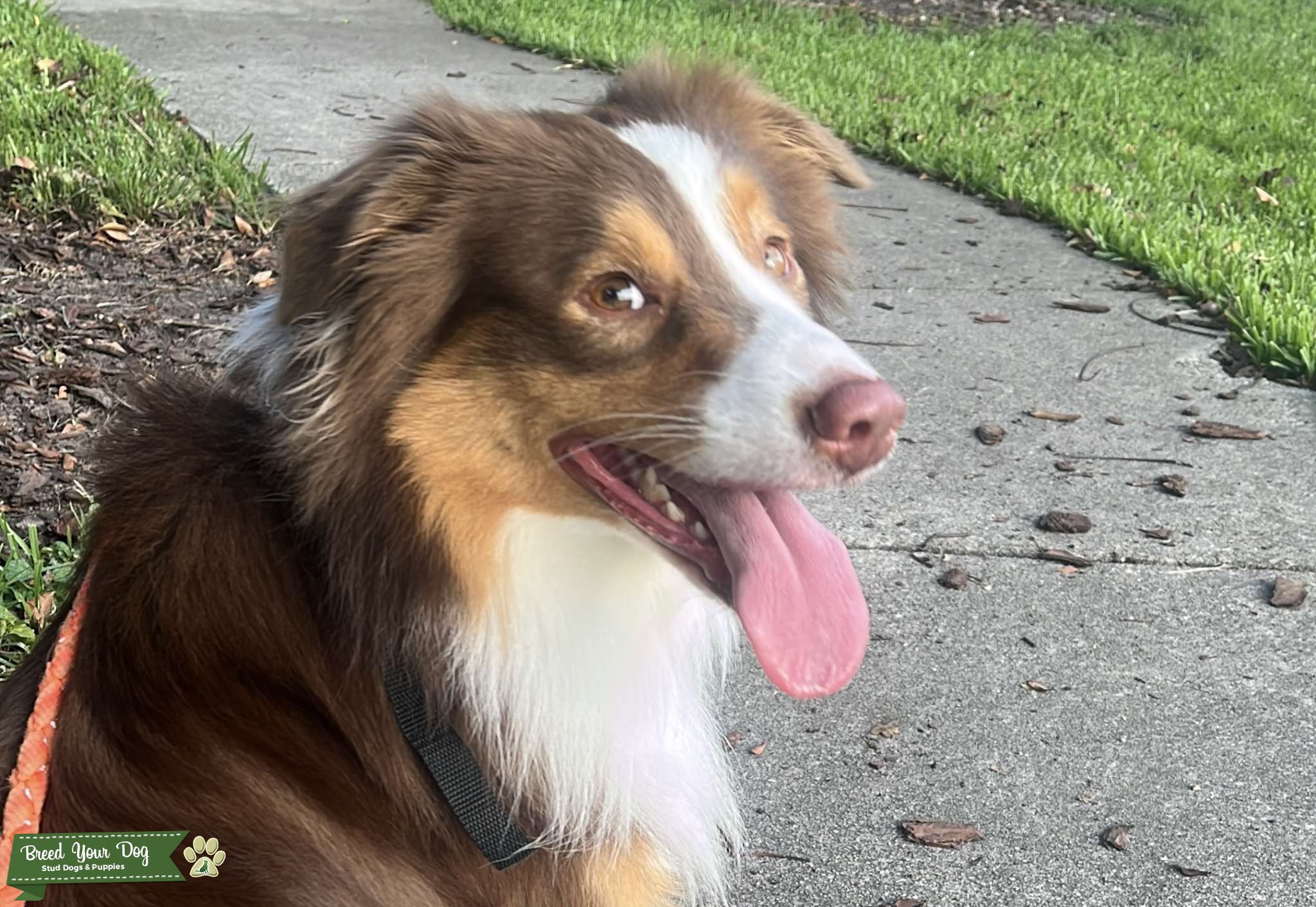 Super intelligent Tricolor Australian Shepherd Stud Dog in MiamiDade