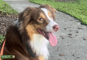 Super intelligent Tricolor Australian Shepherd Listing Image