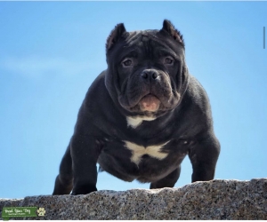 Micro American Bully  Listing Image