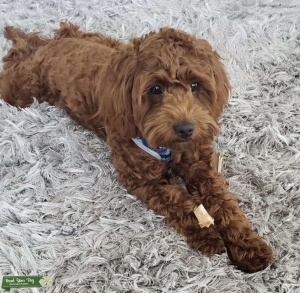 Pick of the Litter Listing Image