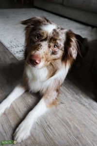 Red Merle Aussie Listing Image
