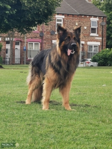 Proven Kennel club GSD stud Listing Image