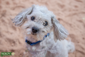 Toy Maltipoo White 7lbs Listing Image
