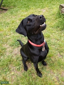 AKC Female Black Labrador  Listing Image