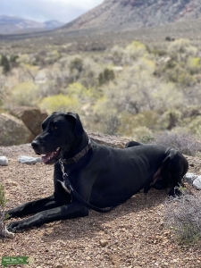Black/White Great Dane Listing Image