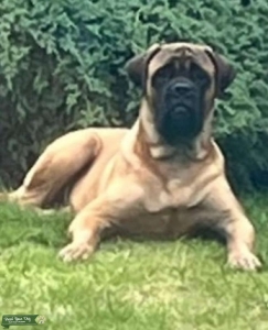 STUD DOG Listing Image