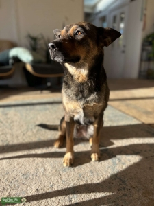 Australian Kelpie Listing Image