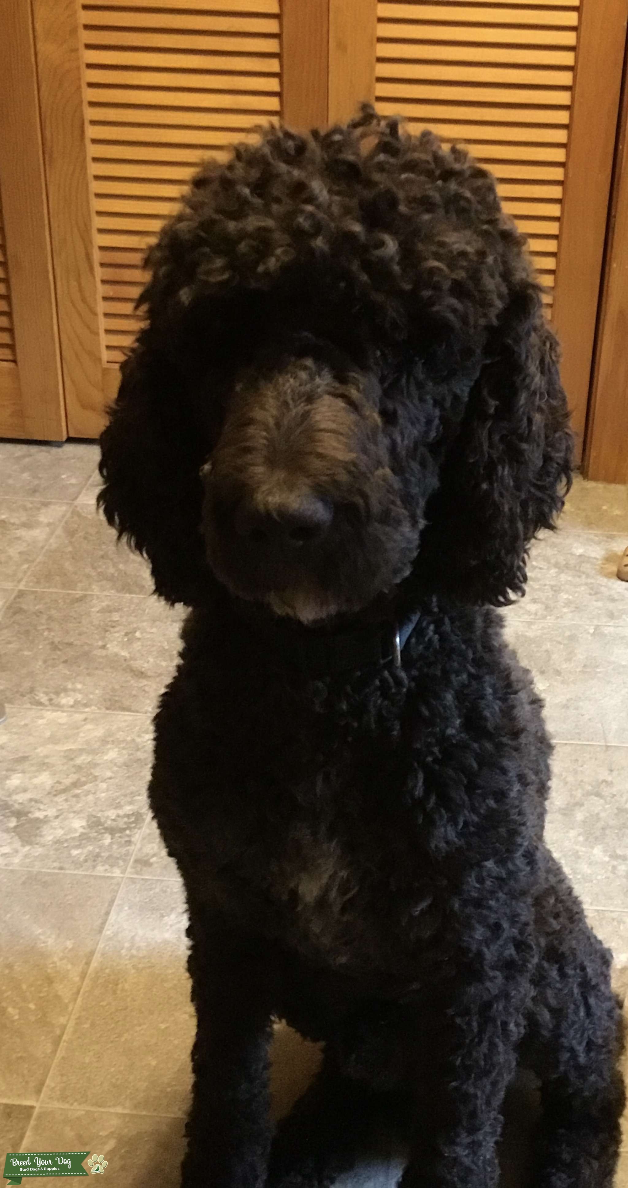 Proven Stud AKC Dark chocolate standard poodle Stud Dog in ME, the United States Breed Your Dog
