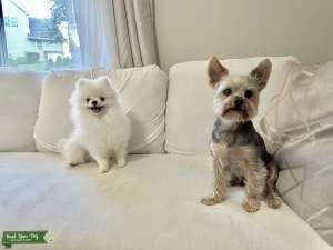 Teacup White Pomeranian  Listing Image