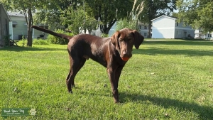 Chocolate Labrador Listing Image
