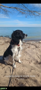 Best English Springer Spaniel stud Listing Image