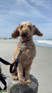 Red Male Golden Doodle Listing Image