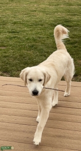 English Creme Golden Retriever  Listing Image
