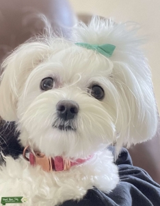Beautiful Maltese looking for a Stud Listing Image