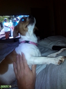 Jack Russell  Listing Image