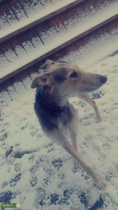 Lurcher cross Saluki  Listing Image