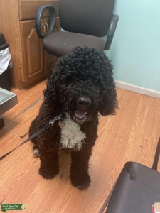 Portuguese Water dog Listing Image