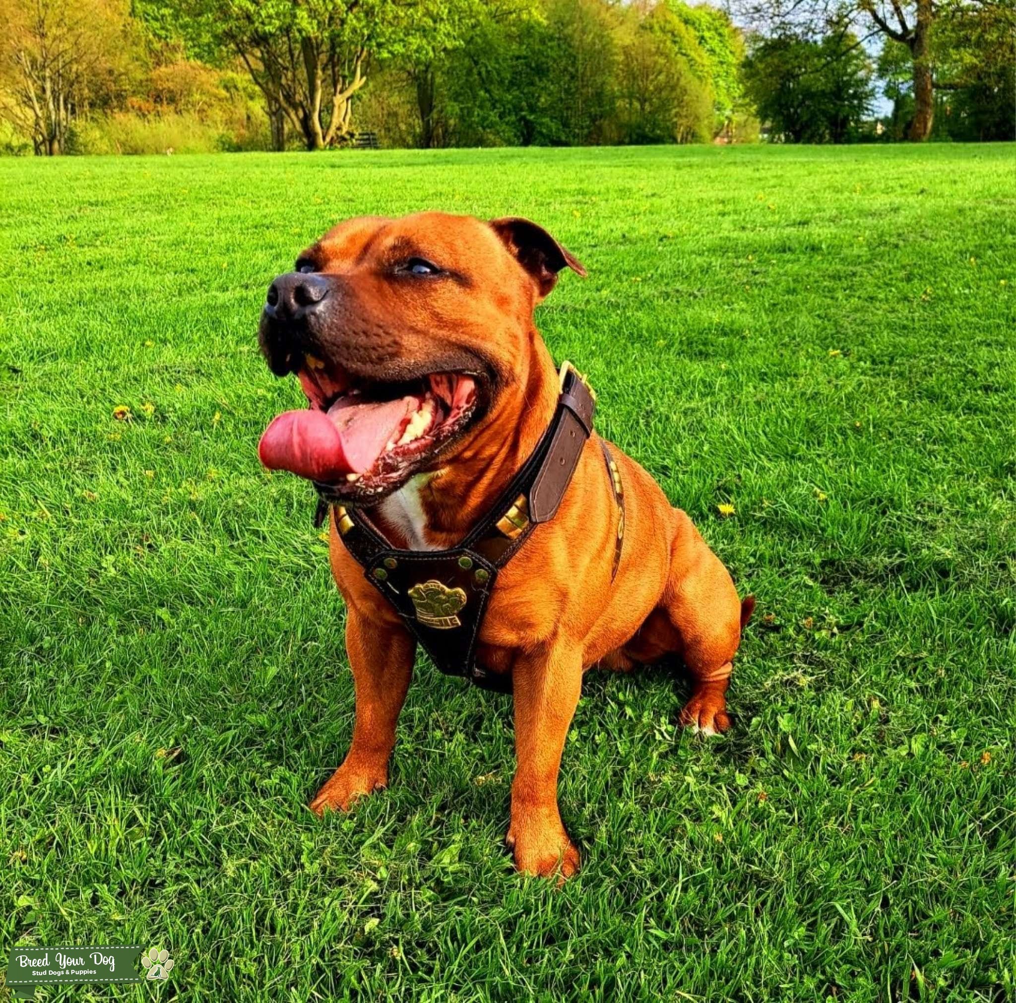 Red Staffordshire Bull Terrier stud Stud Dog in South Staffordshire , the United States