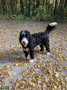 Bernadoodle  Listing Image