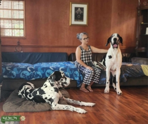 Great Dane stud Listing Image