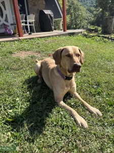 Deadgrass Chesapeake Bay Retriever  Listing Image