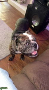 English Bulldog stud  Listing Image