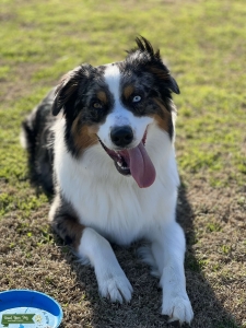 Purebred AKC Male, Blue Merle Australian Shepherd Listing Image