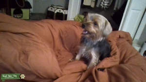 yorkie Listing Image